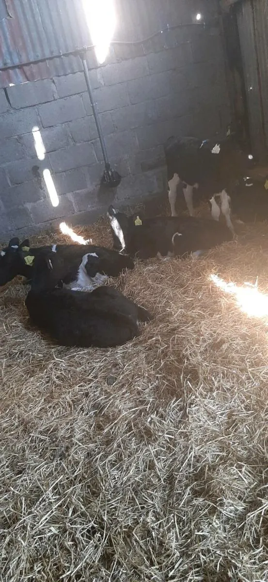 Calves - Image 1