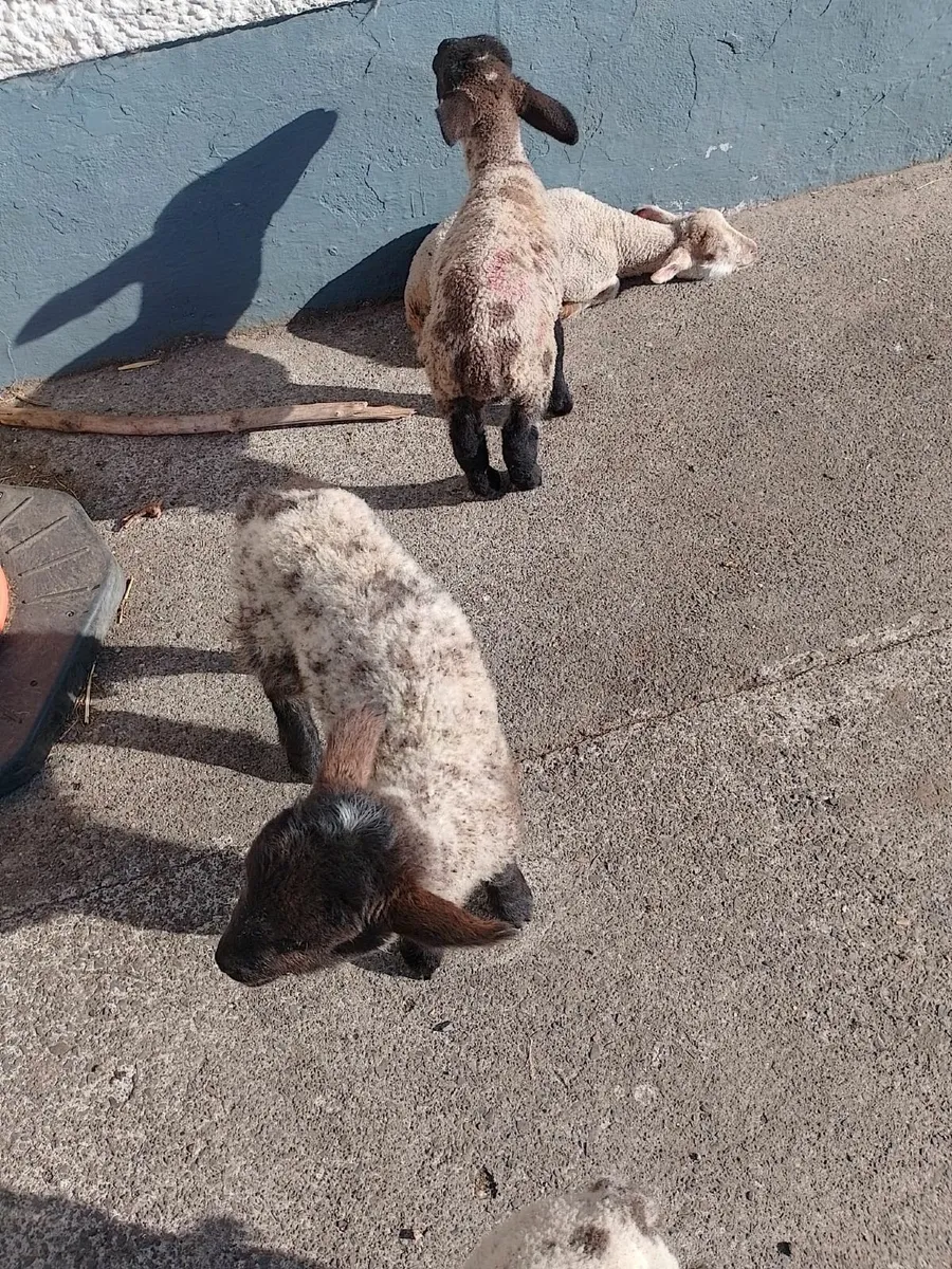 Strong Lambs €40 - Image 1