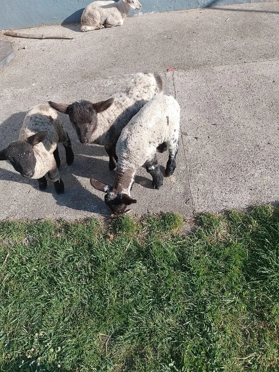 Strong Lambs €40 - Image 2