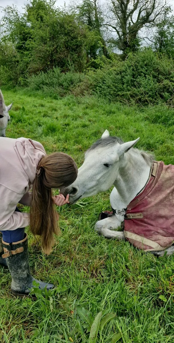 Connemara pony - Image 4