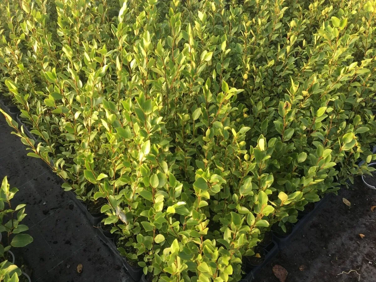 Griselinia Hedging - Image 4