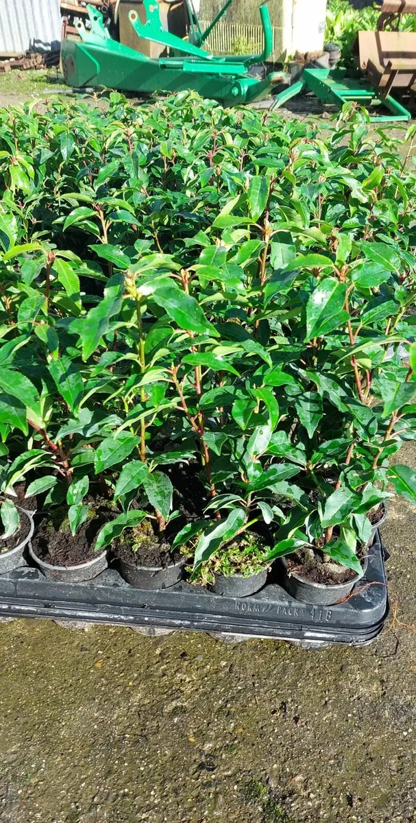 Portuguese Laurel - Image 1