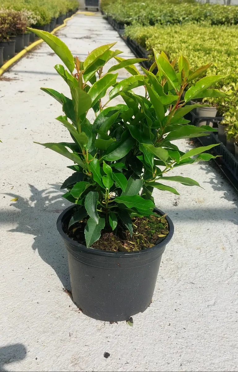 Portuguese Laurel - Image 2