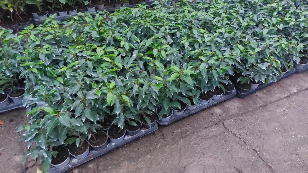Portuguese Laurel - Image 3