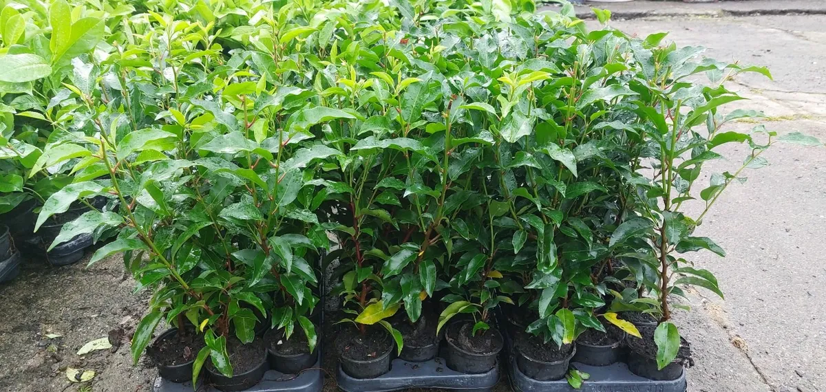 Portuguese Laurel - Image 4