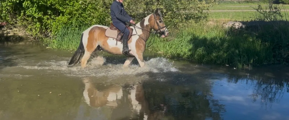Cob gelding - Image 1