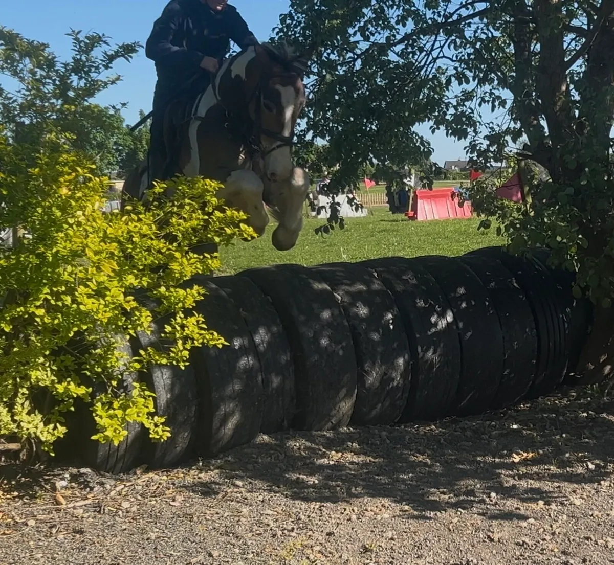 Cob gelding - Image 2