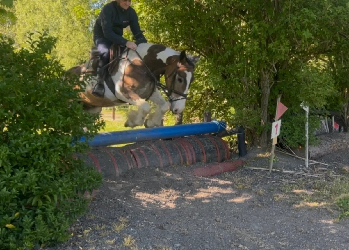 Cob gelding - Image 3