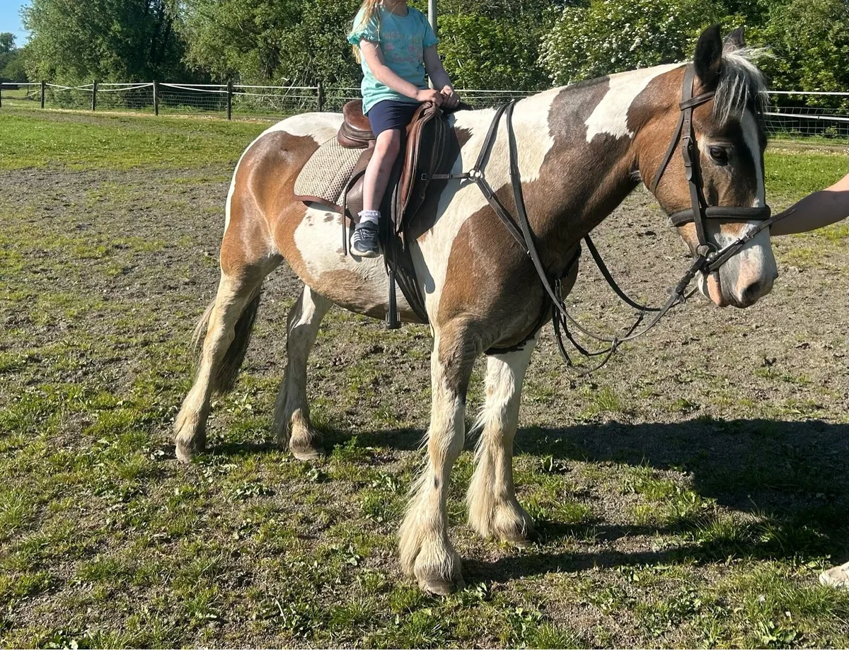 Cob gelding - Image 4