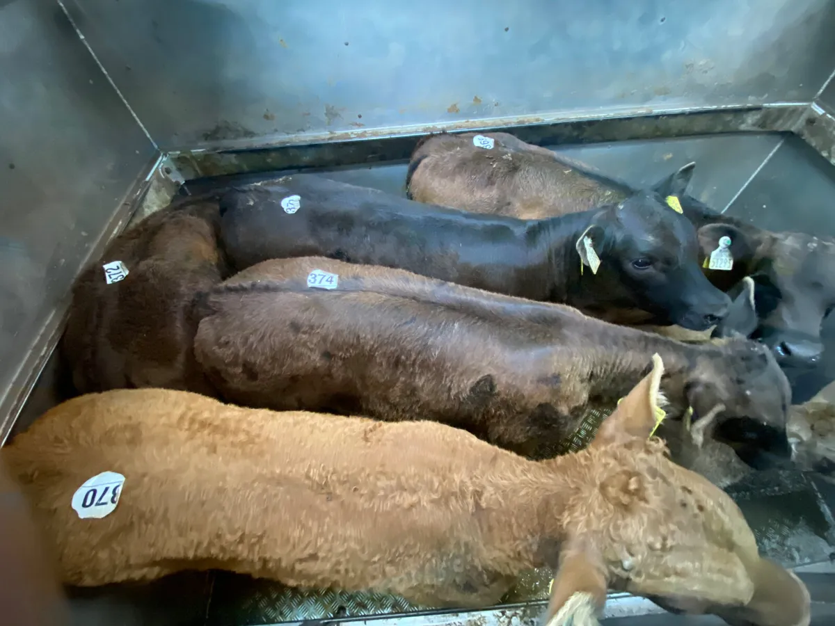 💥20/5/25💥 Reared Calves - Image 4