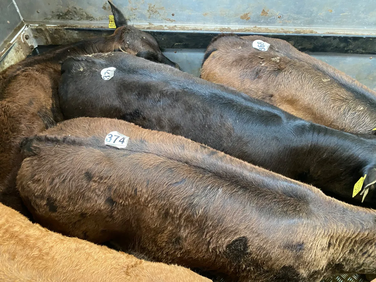 💥20/5/25💥 Reared Calves - Image 2