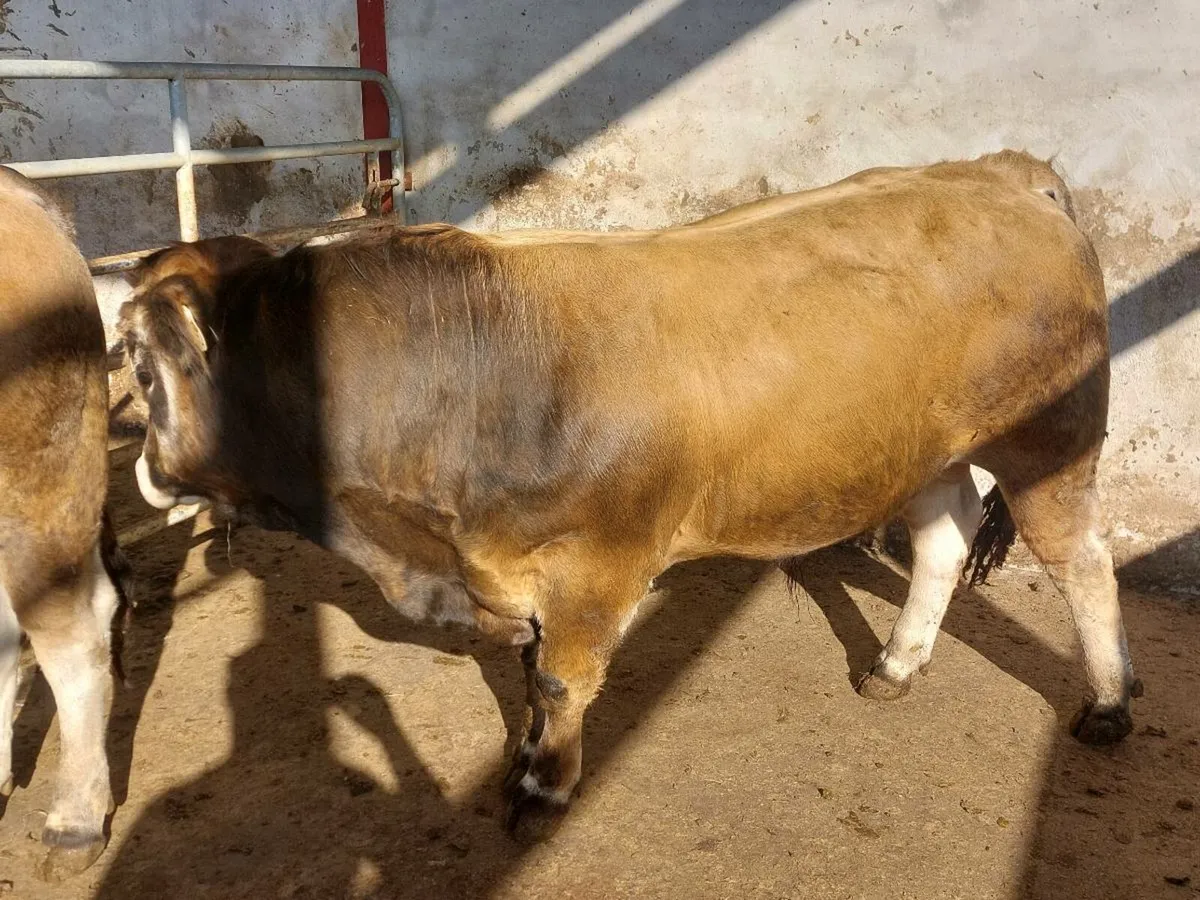 PBR Aubrac Bulls - Image 2