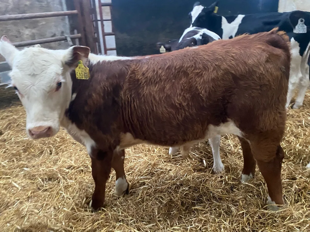Reared Bull Calves - Image 1