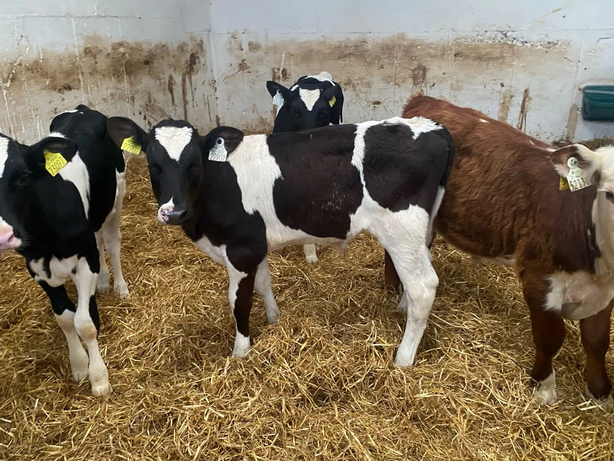 Reared Bull Calves - Image 3