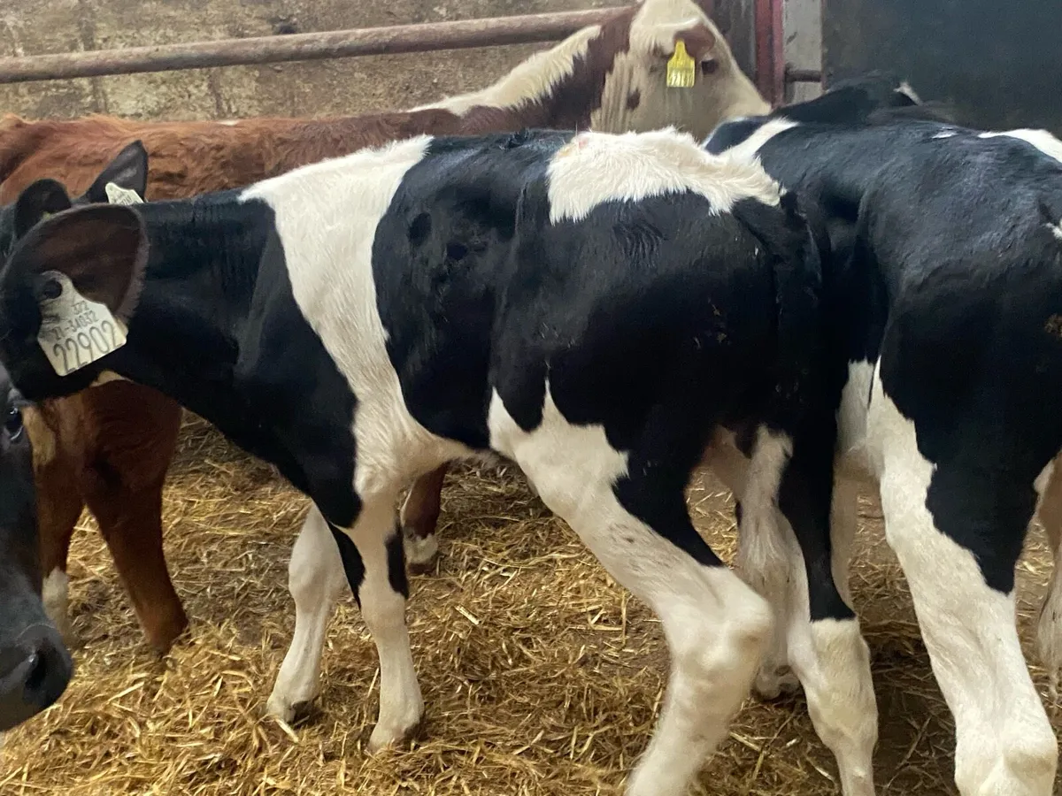 Reared Bull Calves - Image 4