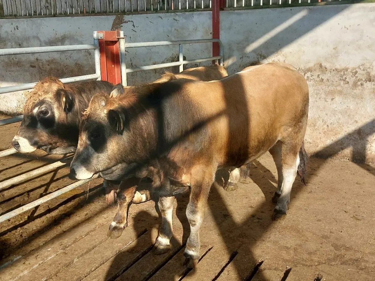 PBR Aubrac Bulls - Image 4