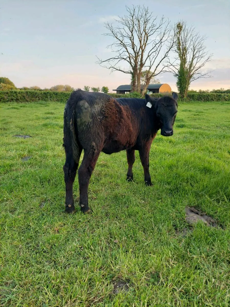 Angus heifers 5 star - Image 2