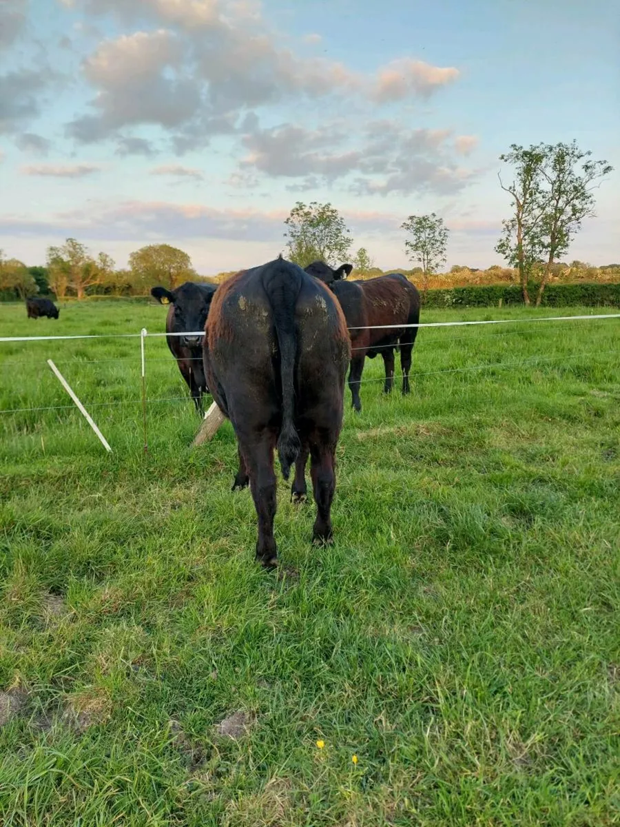 Angus heifers 5 star - Image 3