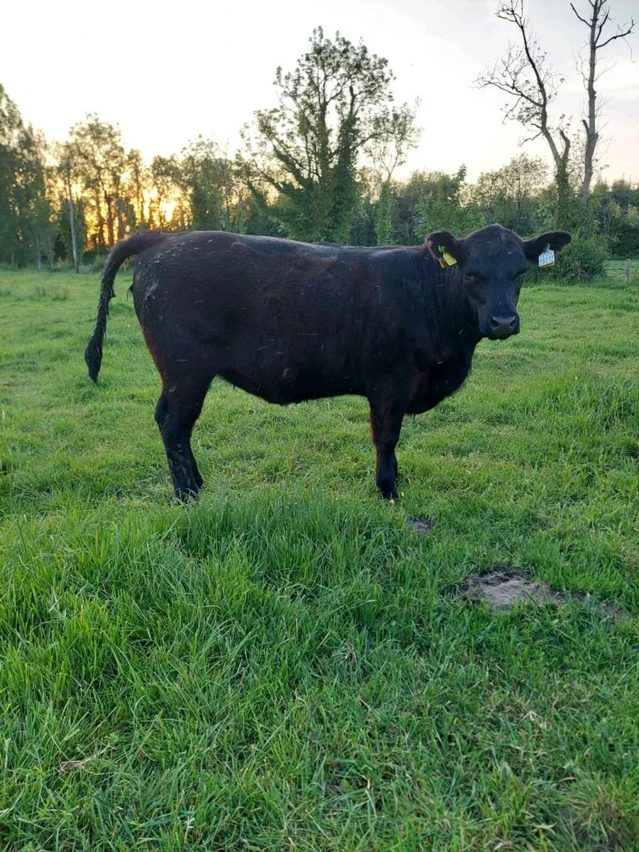 Angus heifers 5 star - Image 4