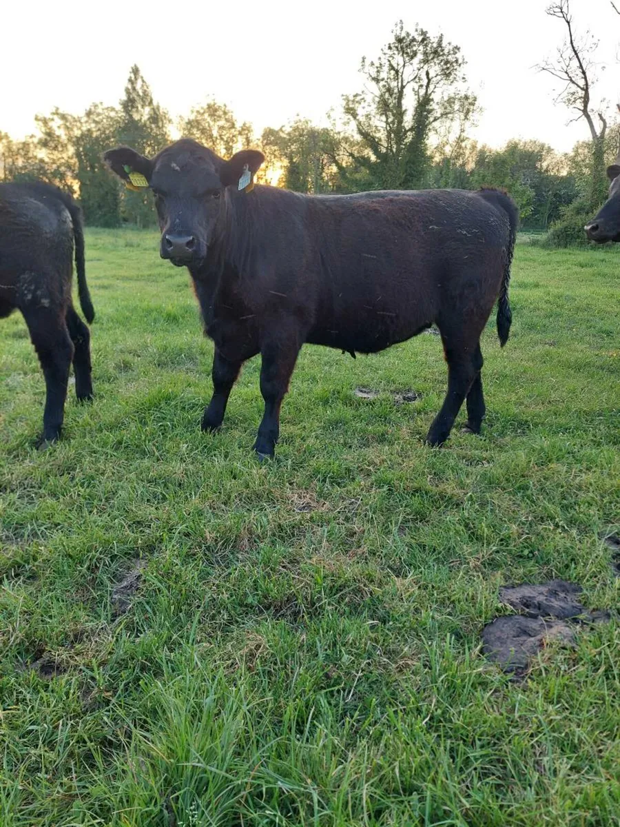 Angus heifers 5 star - Image 1