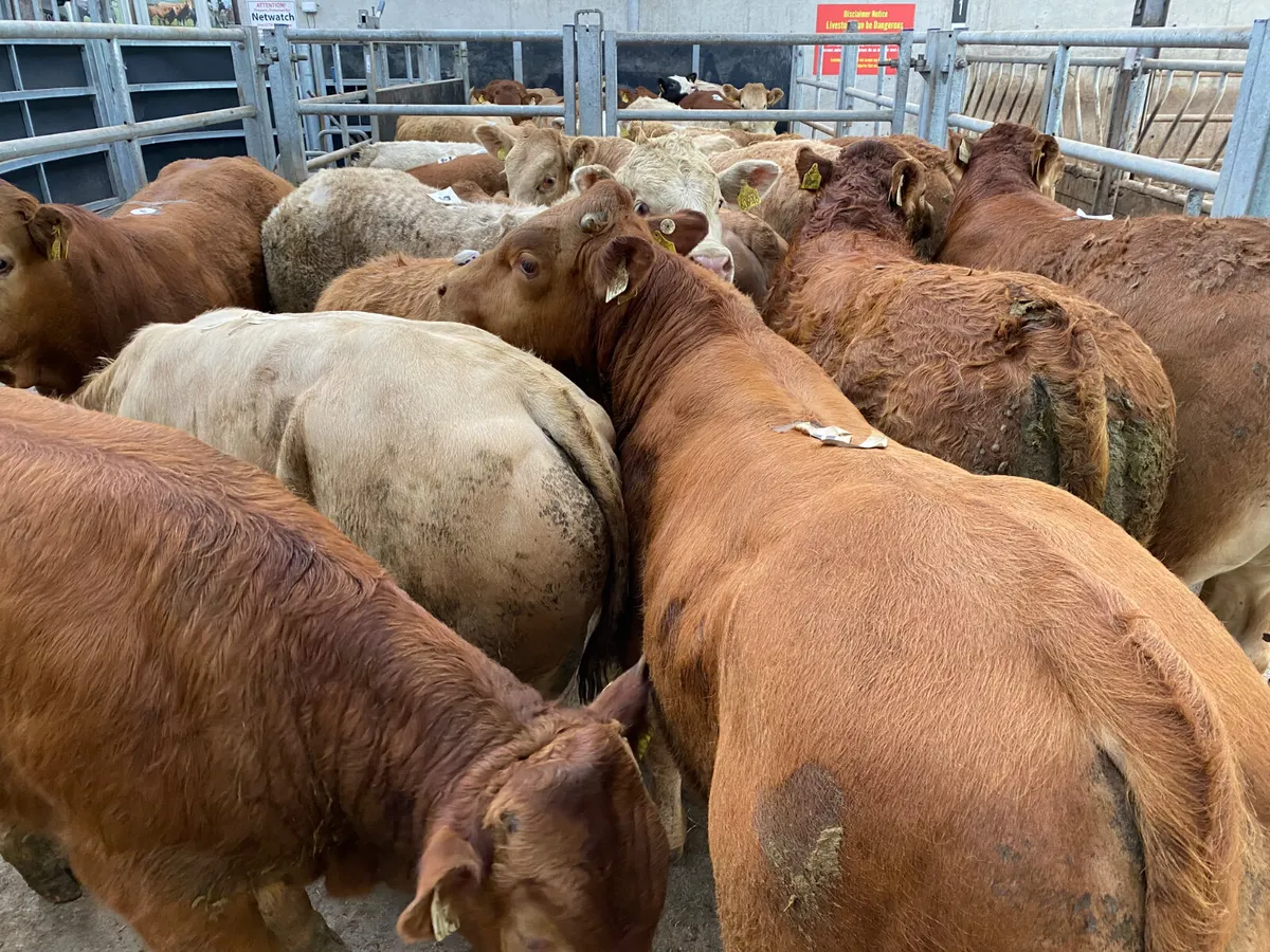 💥20/5/25💥 Champion Bullocks & Heifers - Image 1