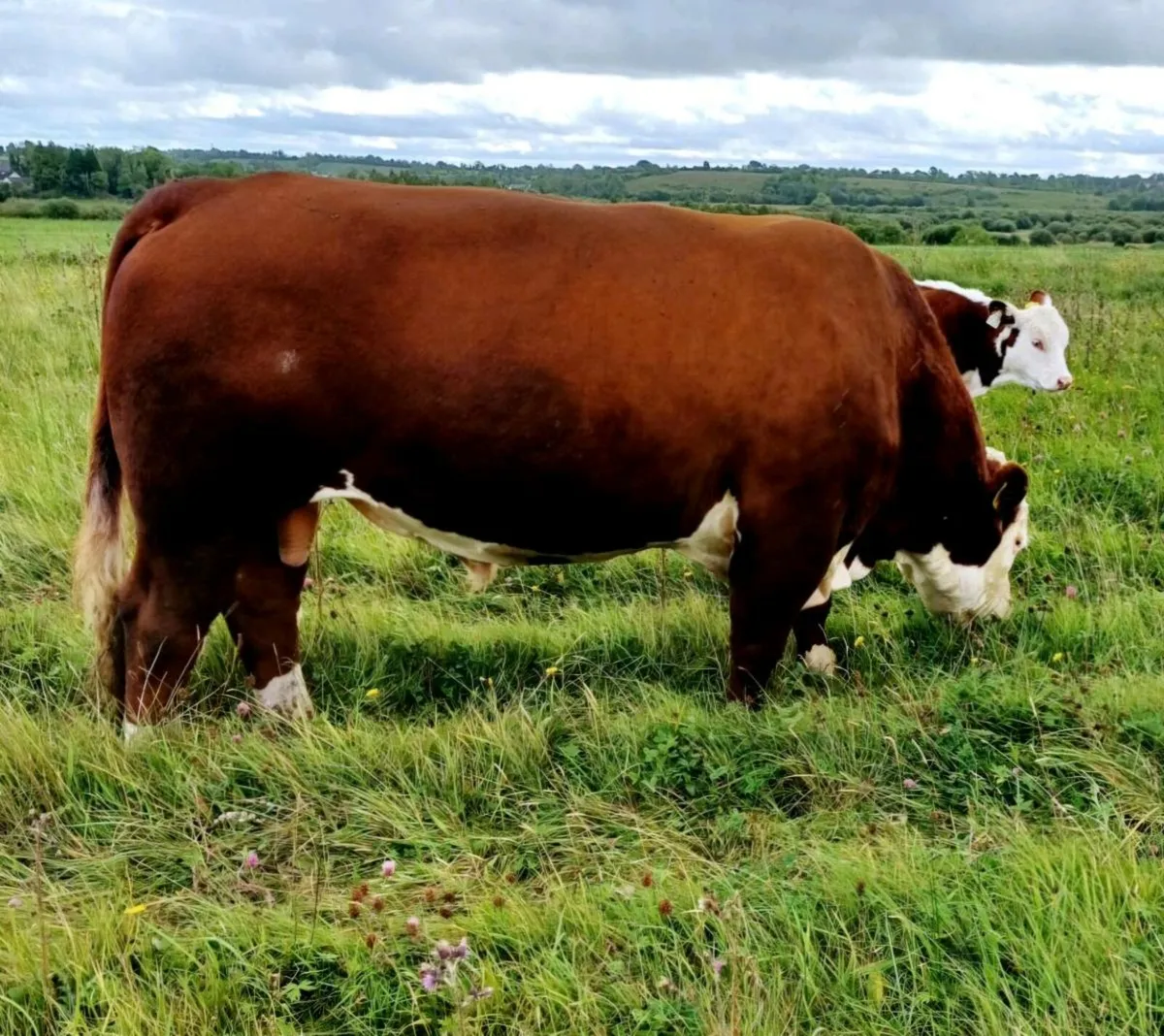 Hereford polled bulls 5 stars - Image 1