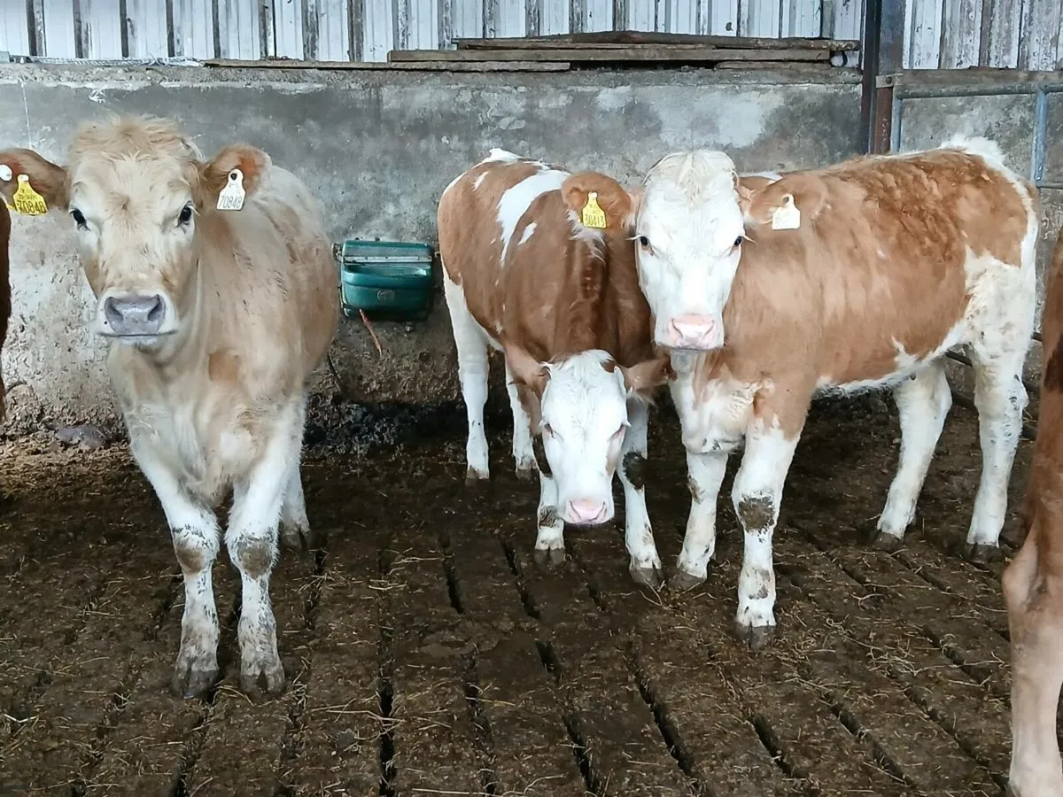 7 SIMMENTAL & LIMOUSIN HEIFERS - Image 1