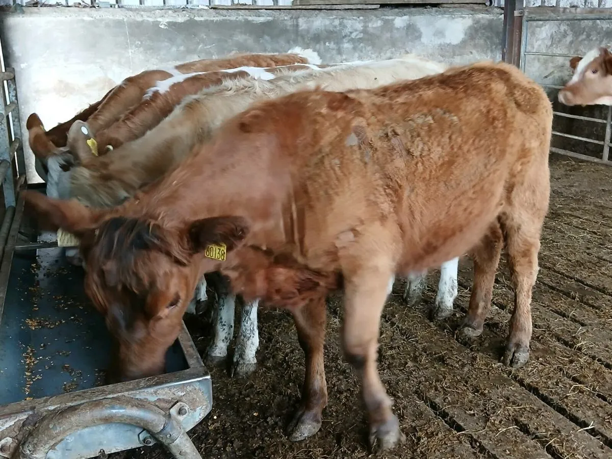 7 SIMMENTAL & LIMOUSIN HEIFERS - Image 2