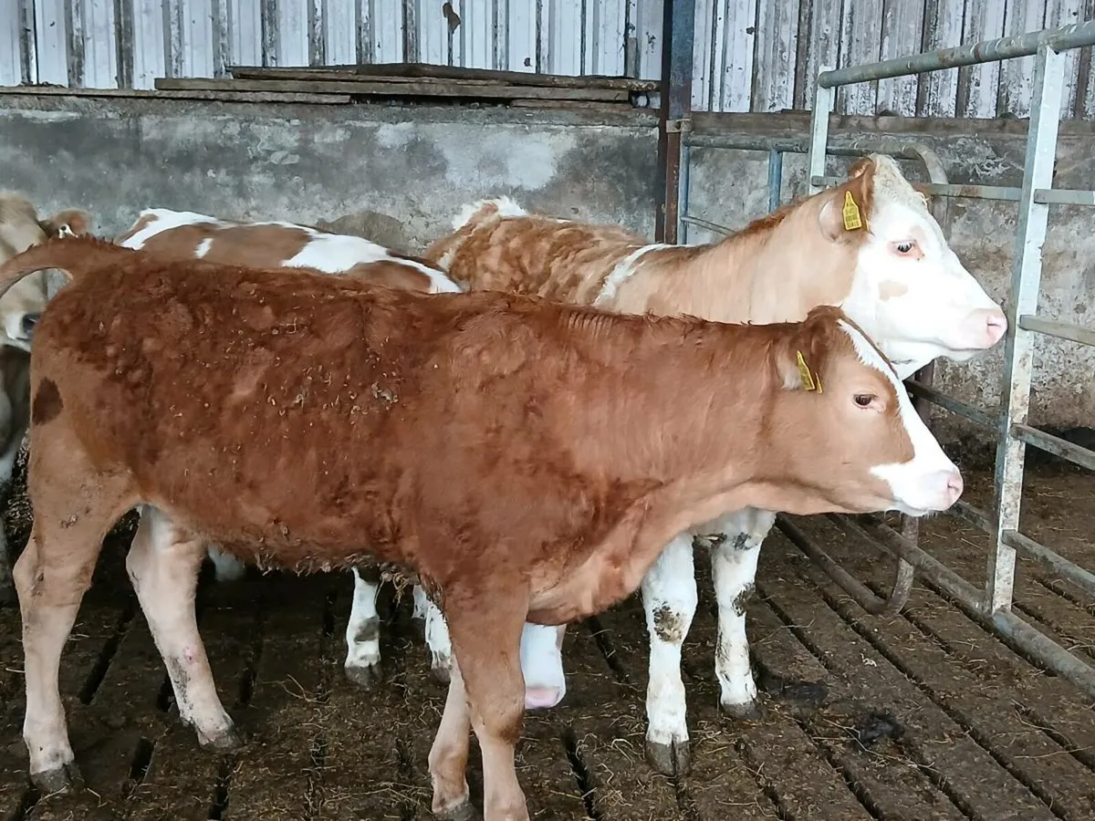 7 SIMMENTAL & LIMOUSIN HEIFERS - Image 3