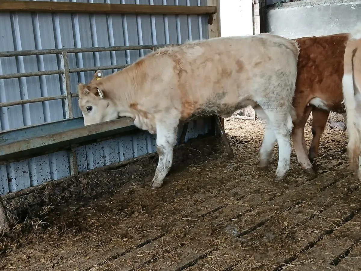7 SIMMENTAL & LIMOUSIN HEIFERS - Image 4