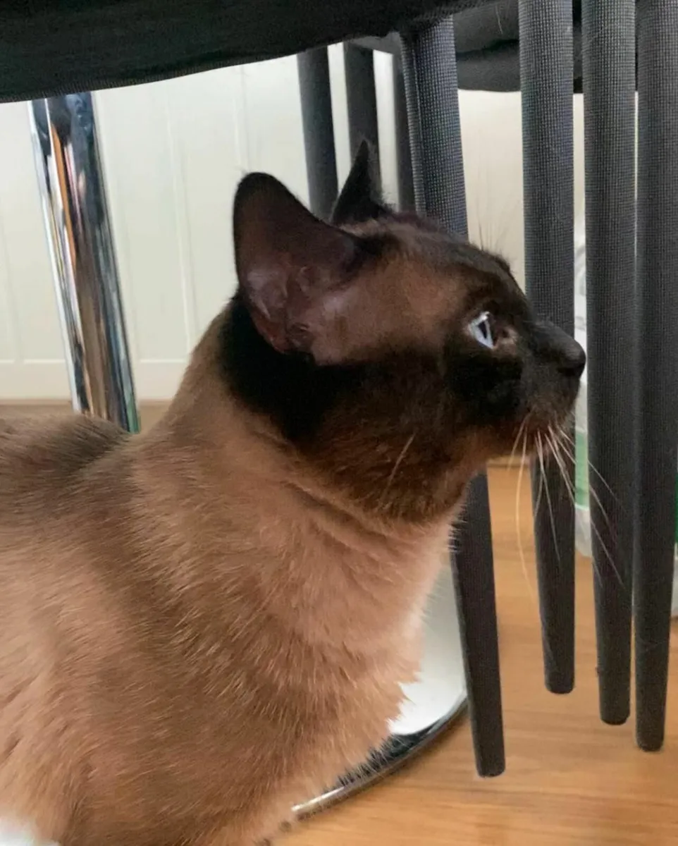 Siamese - Image 2