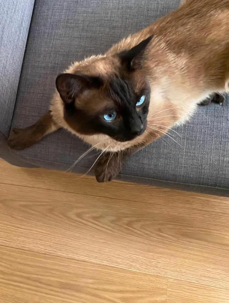 Siamese - Image 1