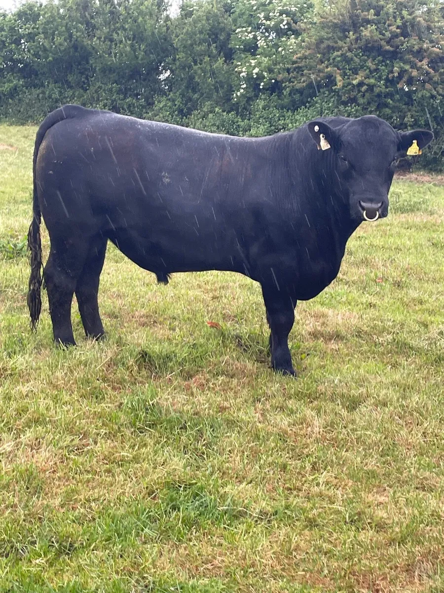 Aberdeen Angus Bull - Image 1