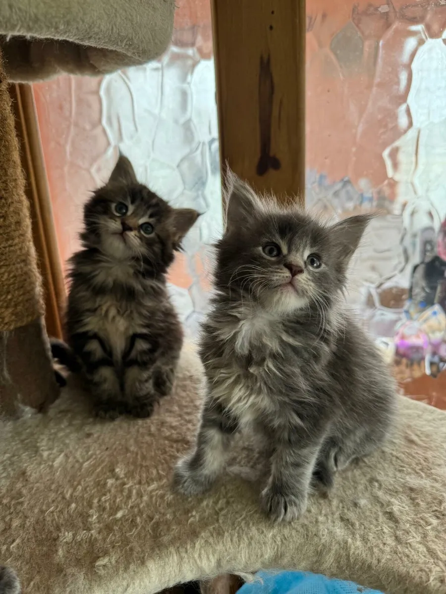 Maine Coone kittens - Image 1