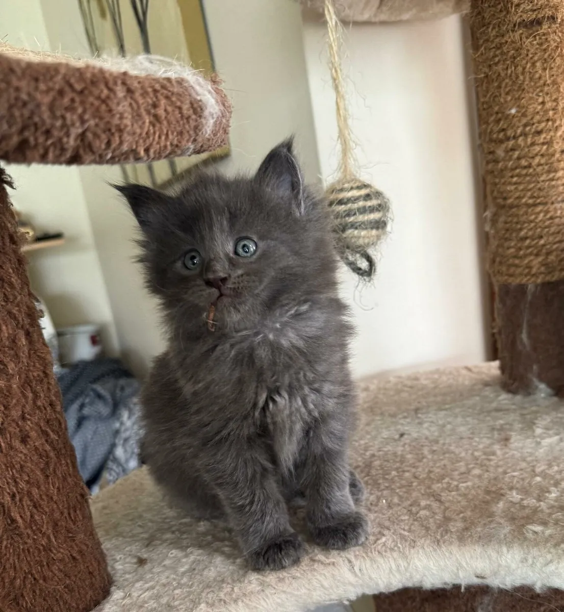 Maine Coone kittens - Image 2