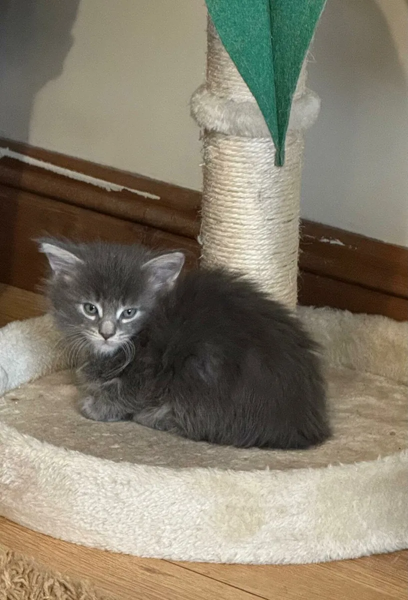 Maine Coone kittens - Image 3