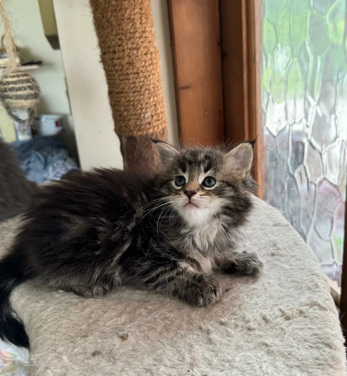 Maine Coone kittens - Image 4