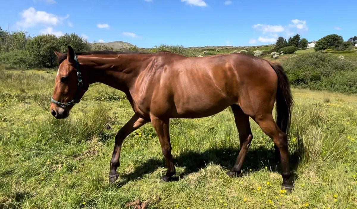 3year old gelding, Horse - Image 2