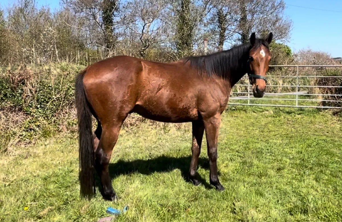 3year old gelding, Horse - Image 3