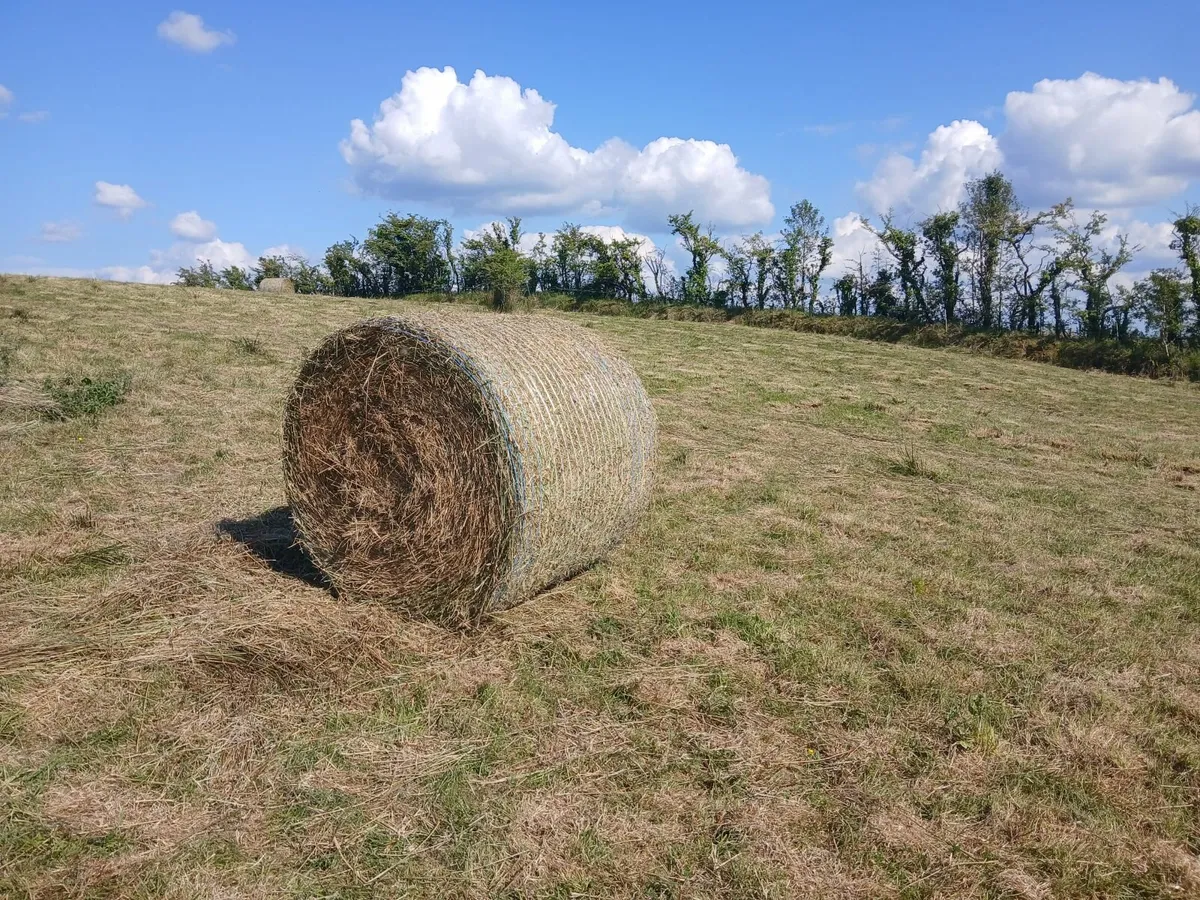 Bales of Rushes - Image 1