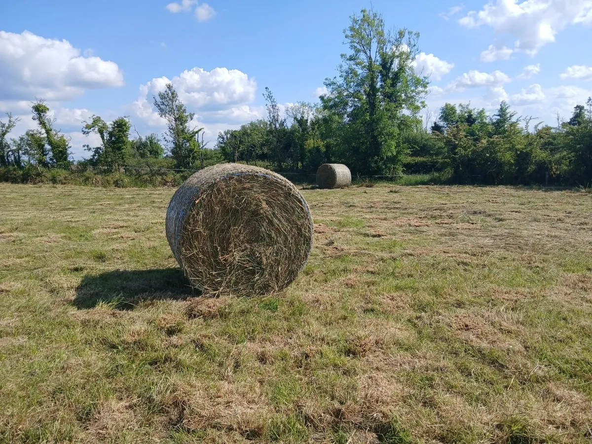 Bales of Rushes - Image 2