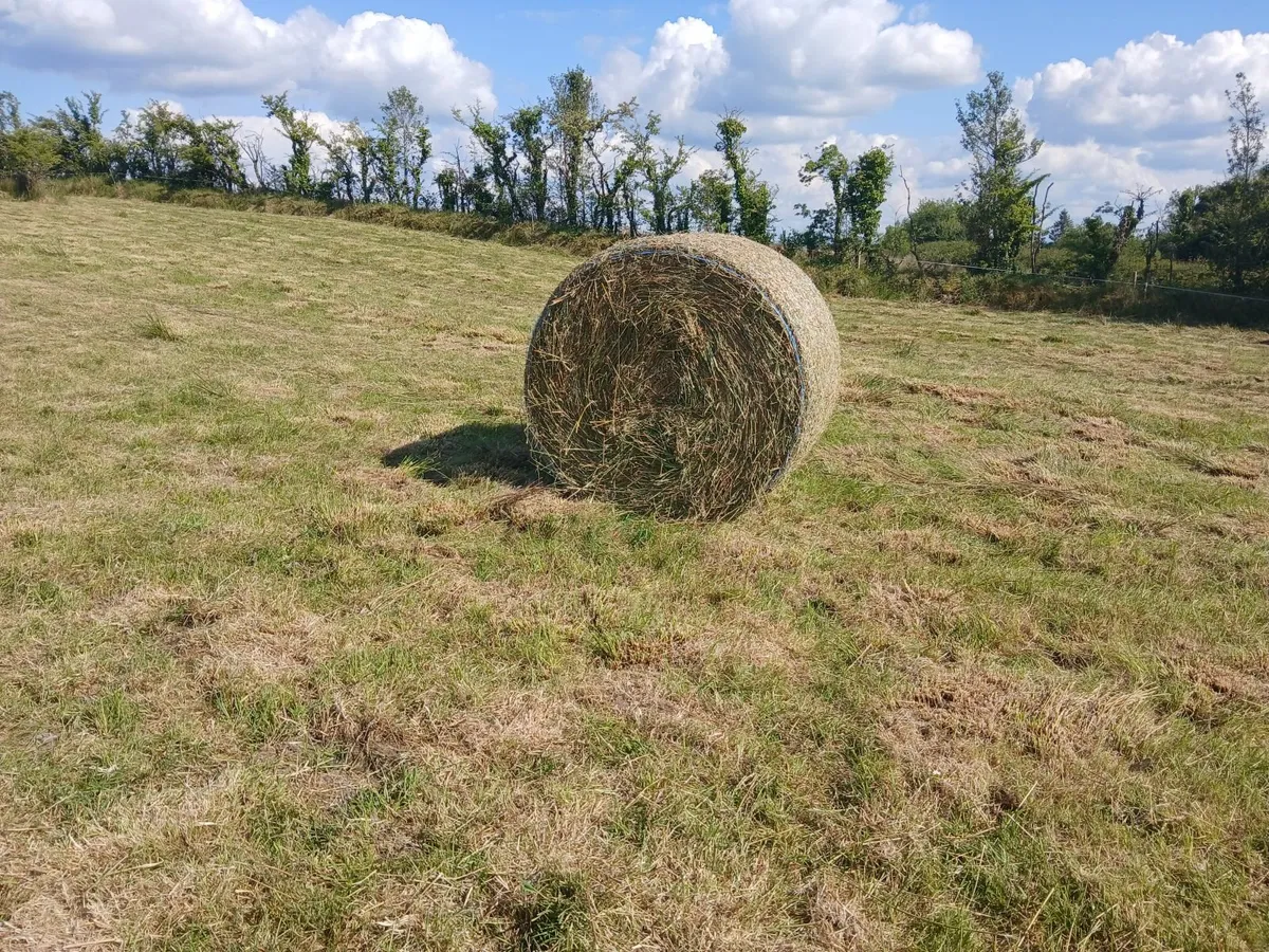 Bales of Rushes - Image 4