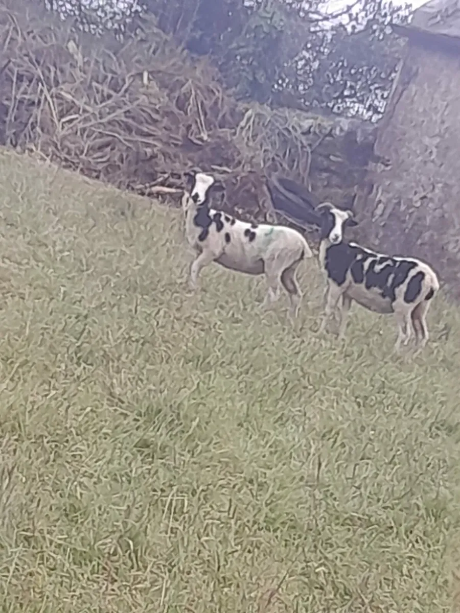 Jacob hogget ewes for sale - Image 1