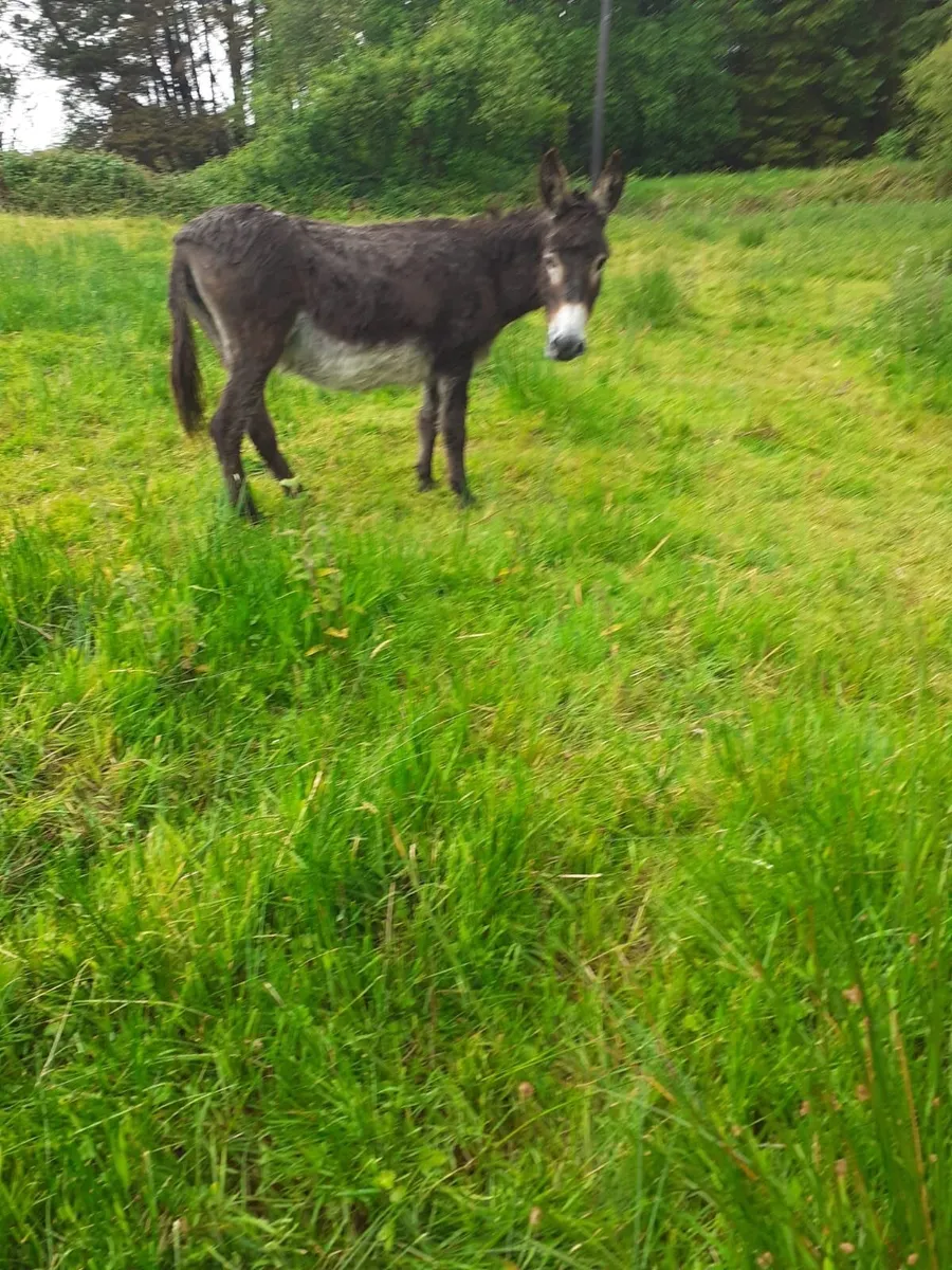 Donkeys - Image 2
