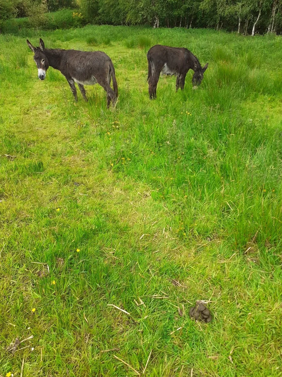 Donkeys - Image 3