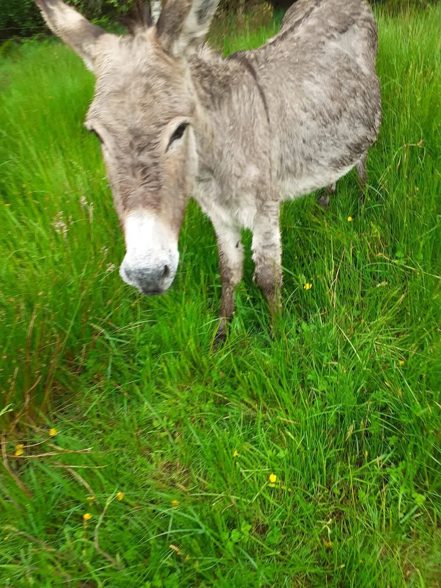 Donkeys - Image 1