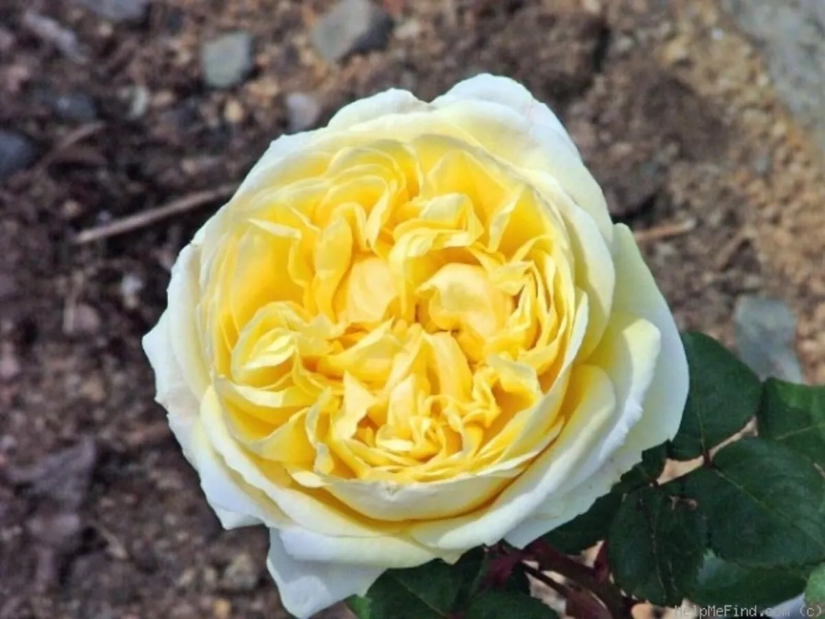 Rosa Charles Darwin - Retired David Austin Rose - Image 2