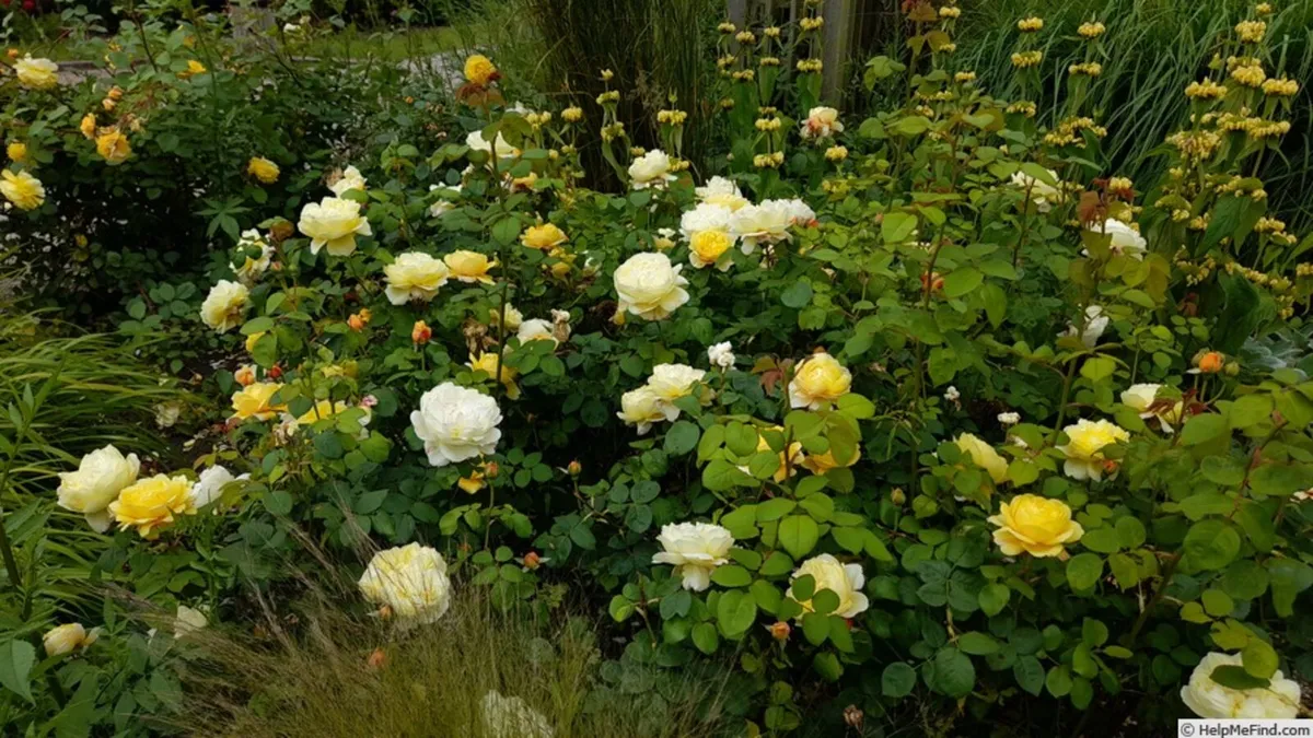 Rosa Charles Darwin - Retired David Austin Rose - Image 1