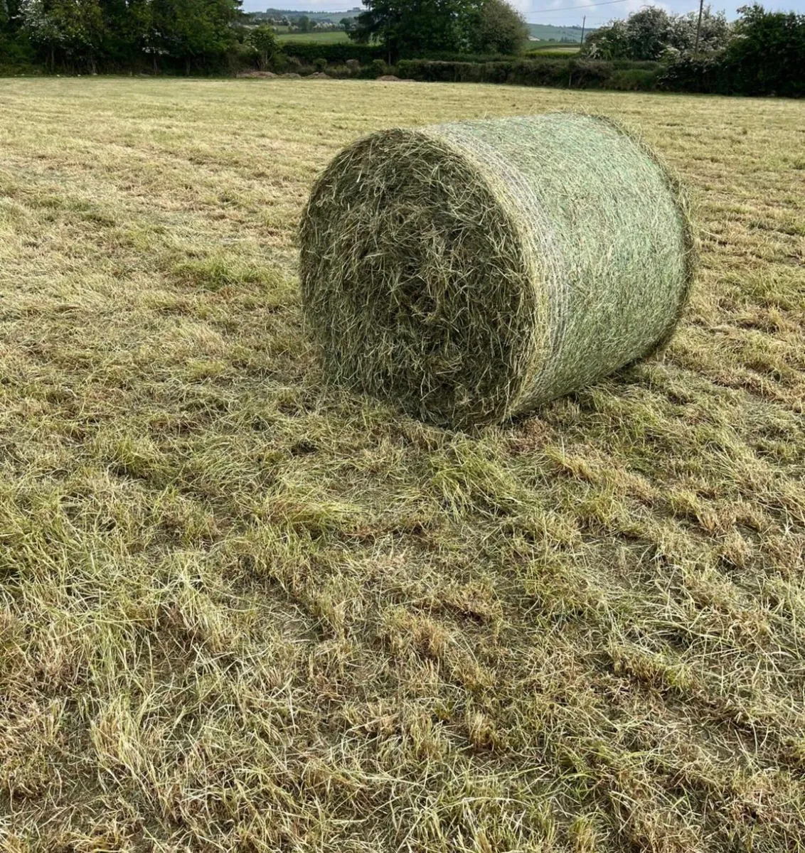 Hay