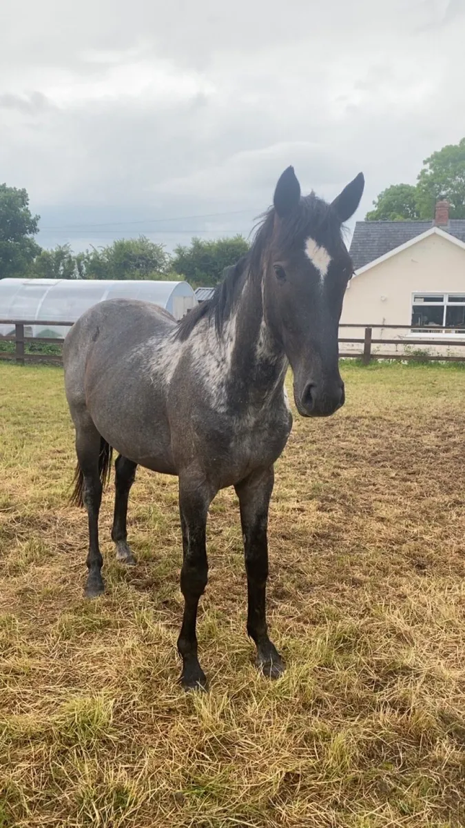 2 year old standing 15hh - Image 1